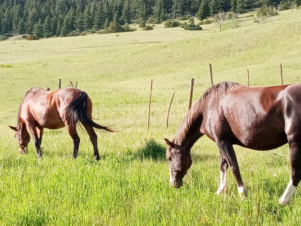 Meadow Lake Guest Ranch | Meadow Lake Rd, Clinton, BC V0K 1K0, Canada | Phone: (833) 238-1200