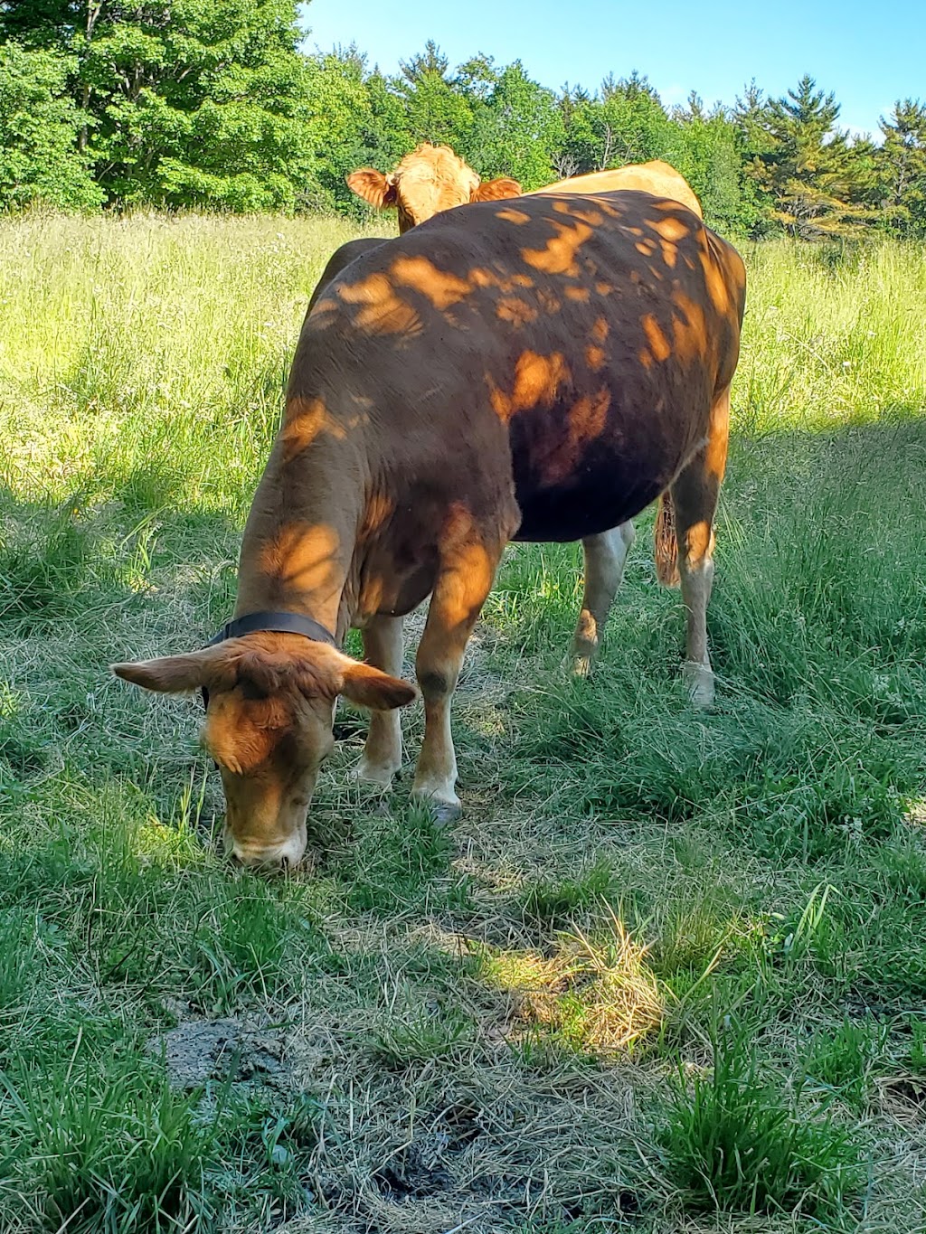 Joudreys Hilltop Farm | 40 Burgoyne Rd, Danesville, NS B4V 8N9, Canada | Phone: (902) 298-9451