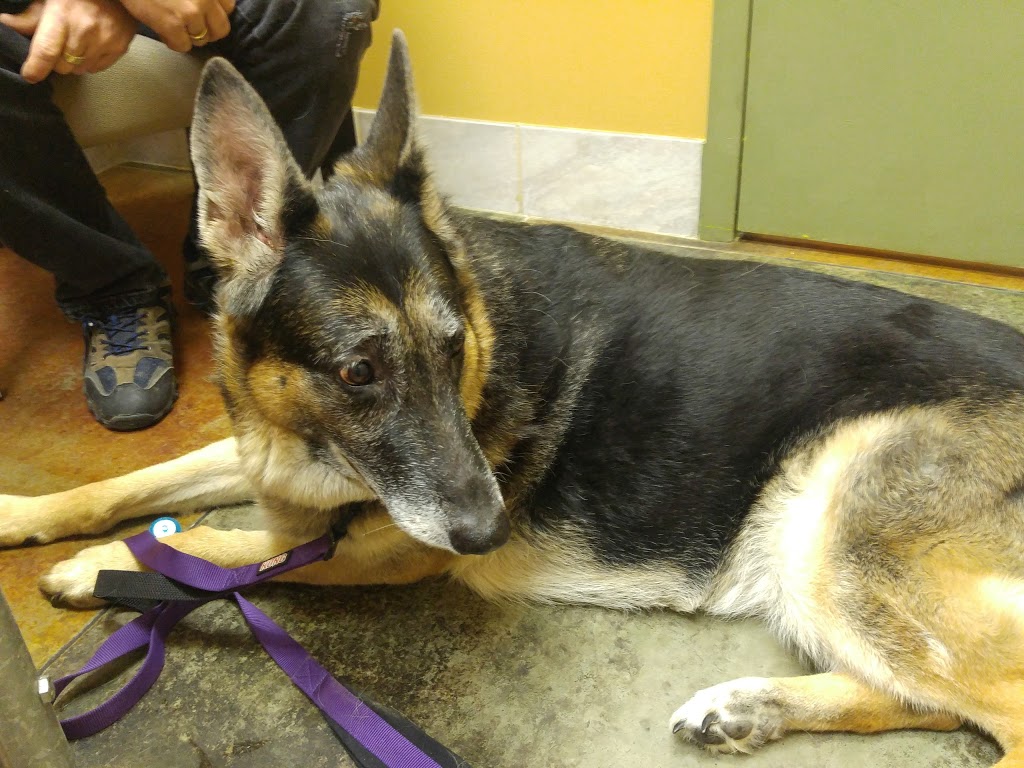 Victoria Road Animal Hospital | 222 Victoria Rd S, Guelph, ON N1E 5R1, Canada | Phone: (519) 763-9990