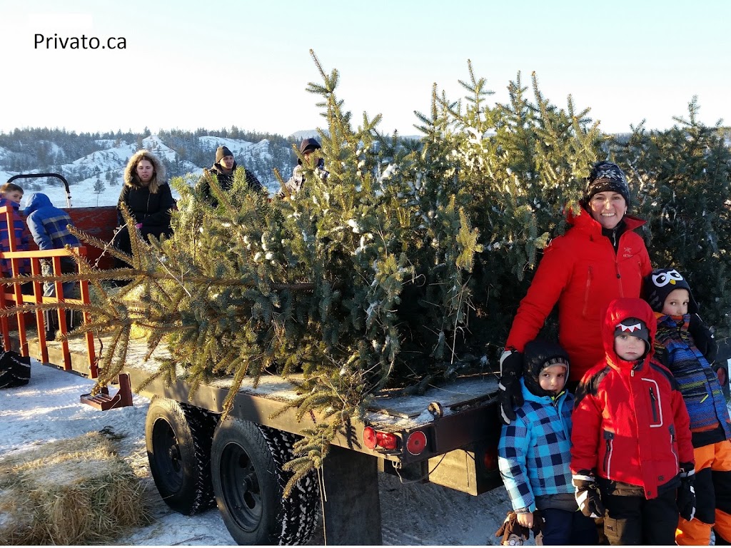Woodward Christmas Tree Farm | point of interest | 5505 Westsyde Rd, Kamloops, BC V2B 8N5, Canada | 2505798739 OR +1 250-579-8739