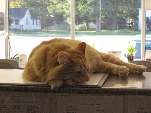 Caradoc Animal Clinic | 84 Caradoc St S, Strathroy, ON N7G 2N8, Canada | Phone: (519) 245-1001