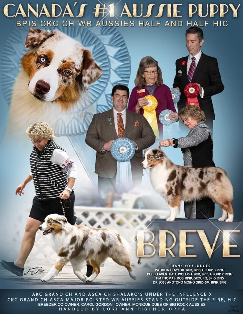 Big Rock Australian Shepherds | 14 303 Ave W, Okotoks, AB T1S 1A2, Canada | Phone: (403) 990-8506