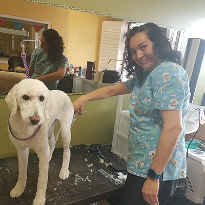 Amazing Pet Grooming | 383 Elgin St N Unit #1, Cambridge, ON N1R 8C1, Canada | Phone: (647) 368-7220