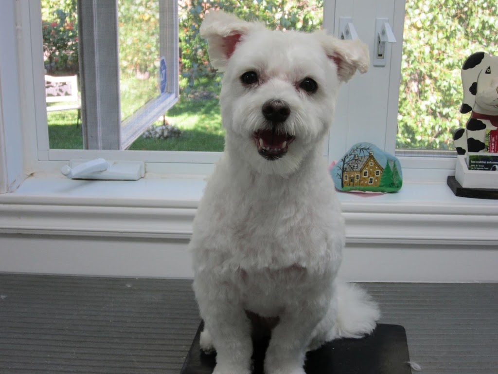 Salon Canin Gipsy | 2016 8e Av, Saint-Augustin-de-Desmaures, QC G3A 1W7, Canada | Phone: (418) 655-5735