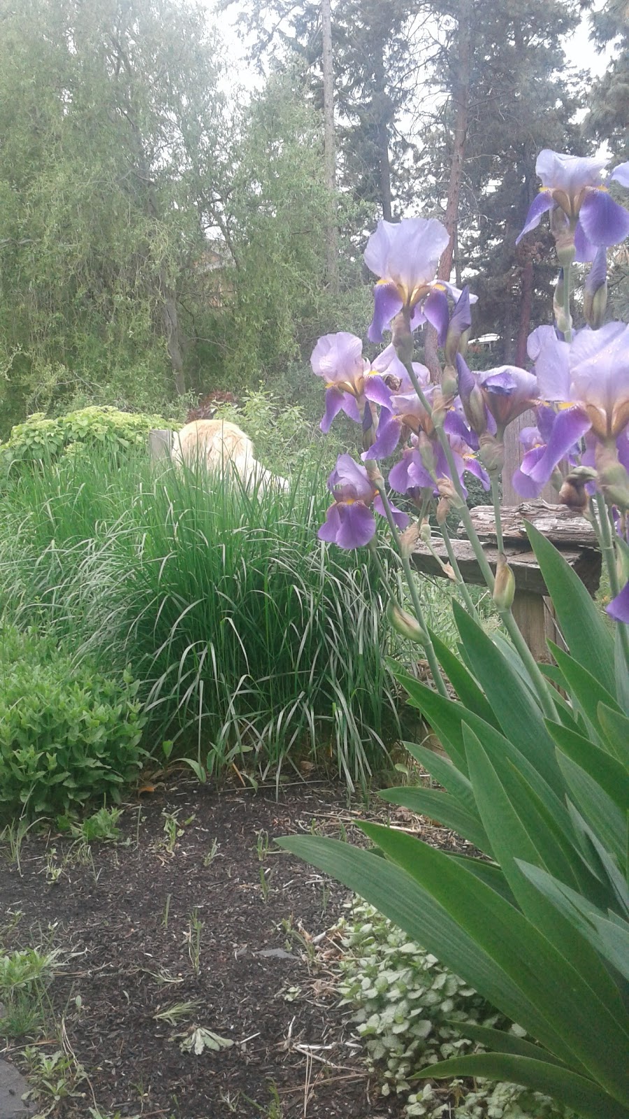 Gopher Creek Linear Park | 1723 Lynrick Rd, Kelowna, BC V1P 1E9, Canada