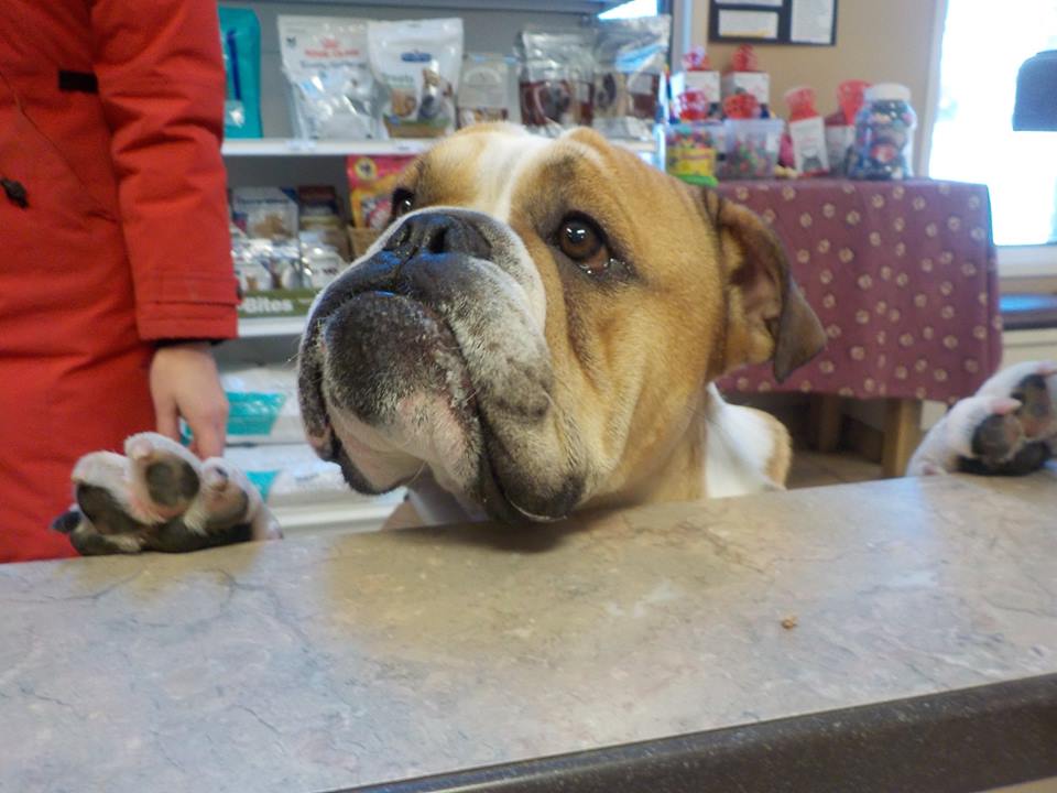 Fairmont Animal Hospital | 995 Hamilton Rd, London, ON N5W 1A4, Canada | Phone: (519) 453-2940
