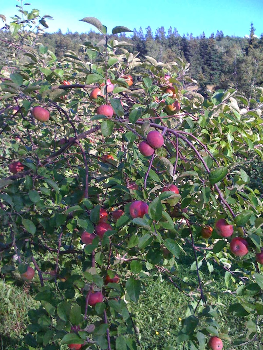 Olde Towne Orchard | 257 Warburton Rd, New Glasgow, PE C0A 1N0, Canada | Phone: (902) 394-7526