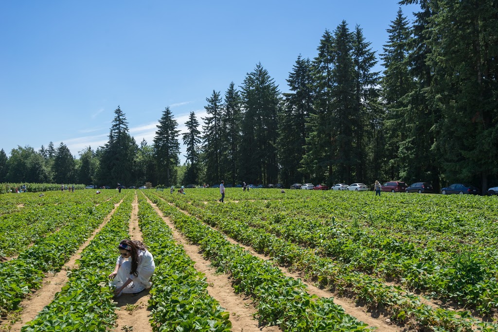 Krause Berry Farms & Estate Winery | 6179 248 St, Langley Twp, BC V4W 1C3, Canada | Phone: (604) 856-5757