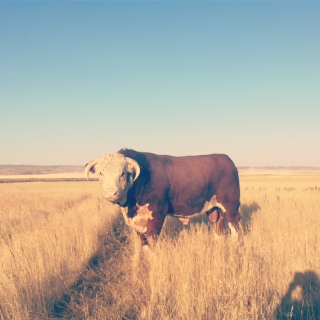 McKenzie Hereford Farms Ltd | Warner, AB T0K 2L0, Canada | Phone: (403) 642-2455