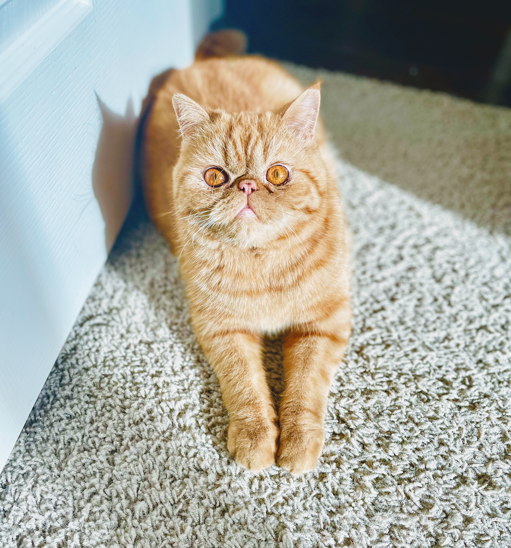 Anti-Floof Cat Grooming | 119 River Rock Pl SE, Calgary, AB T2C 4P5, Canada | Phone: (587) 897-1938