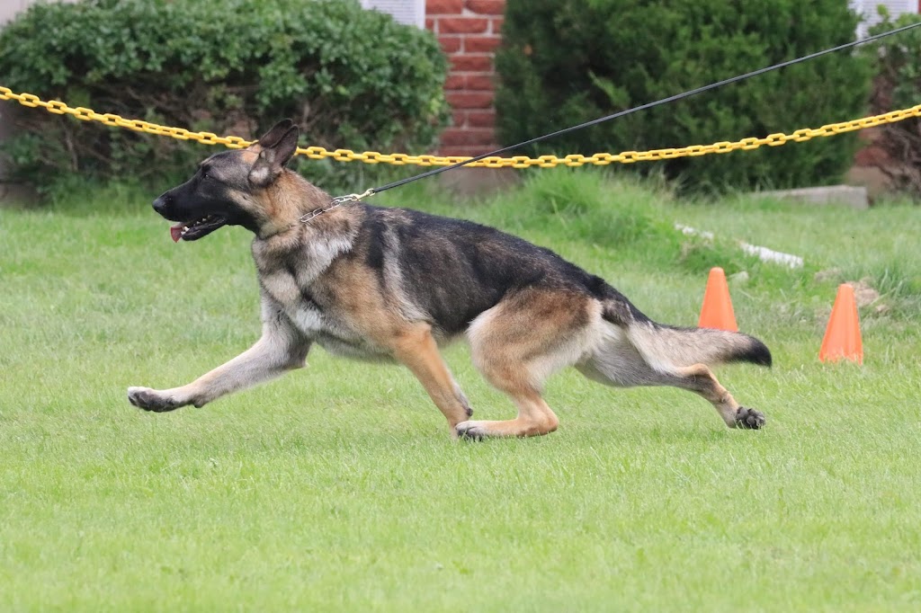 Edale German Shepherds | Cinnamon Dr, Alberta T0B 4J2, Canada | Phone: (780) 662-4843