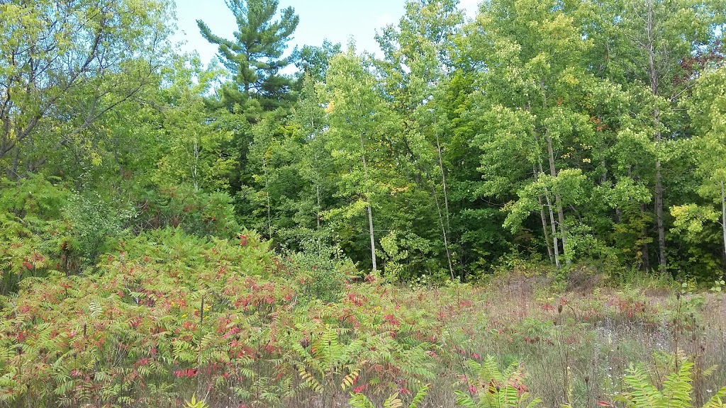 Avian Woods Bed & Breakfast | 231 Front St W P227, Bobcaygeon, ON K0M 1A0, Canada | Phone: (705) 731-0331