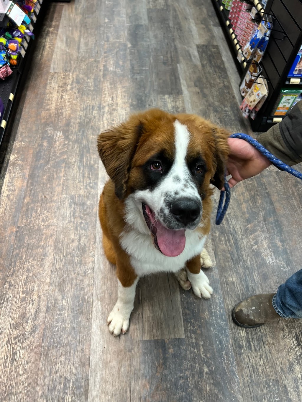 Pet Valu | 325 Main St Unit 3B, Lucan, ON N0M 2J0, Canada | Phone: (519) 227-0669