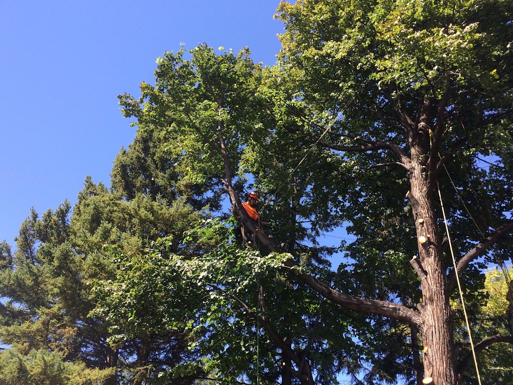 TNT Tree Service Ltd. | 81 Linacre Rd, Winnipeg, MB R3T 3G7, Canada | Phone: (204) 510-8514