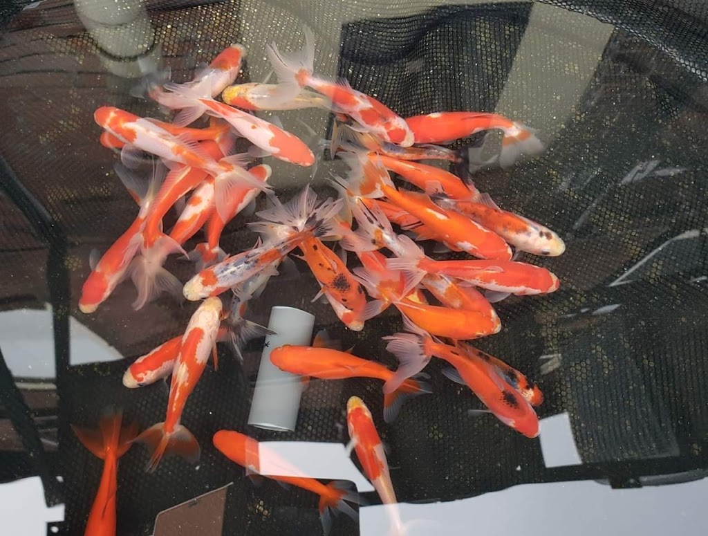 Total Aquatics Inc. | 7 Dundas St W, Napanee, ON K7R 1Z3, Canada | Phone: (613) 354-9191