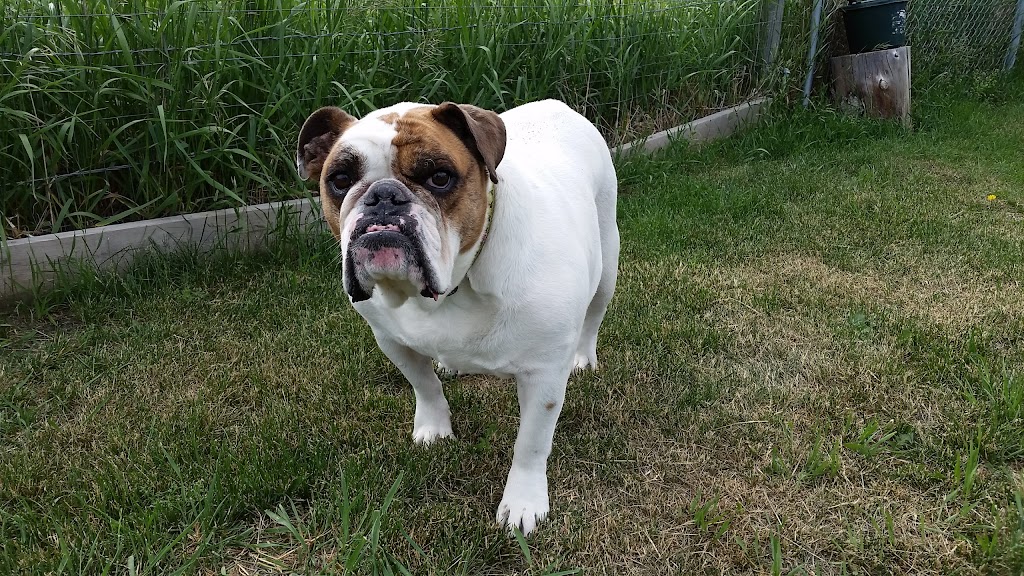 Escape to the Country Dog & Cat Boarding Kennels | Range Road 21, Okotoks, AB T1S 1A1, Canada | Phone: (403) 618-0760