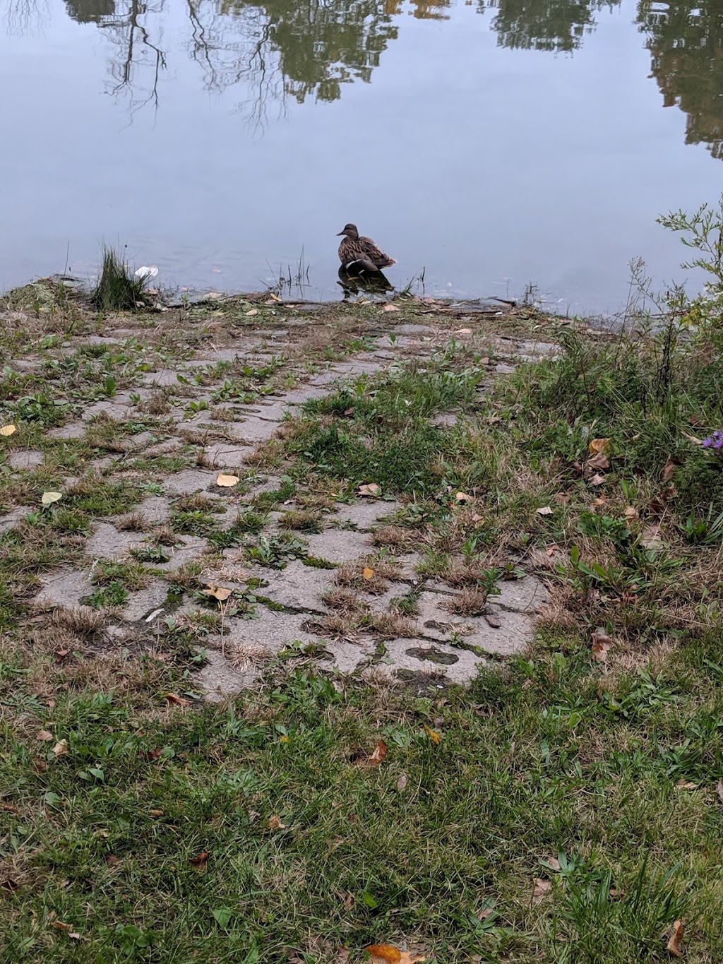 Barrhill Pond | 601 Barrhill Rd, Vaughan, ON L6A 1M8, Canada