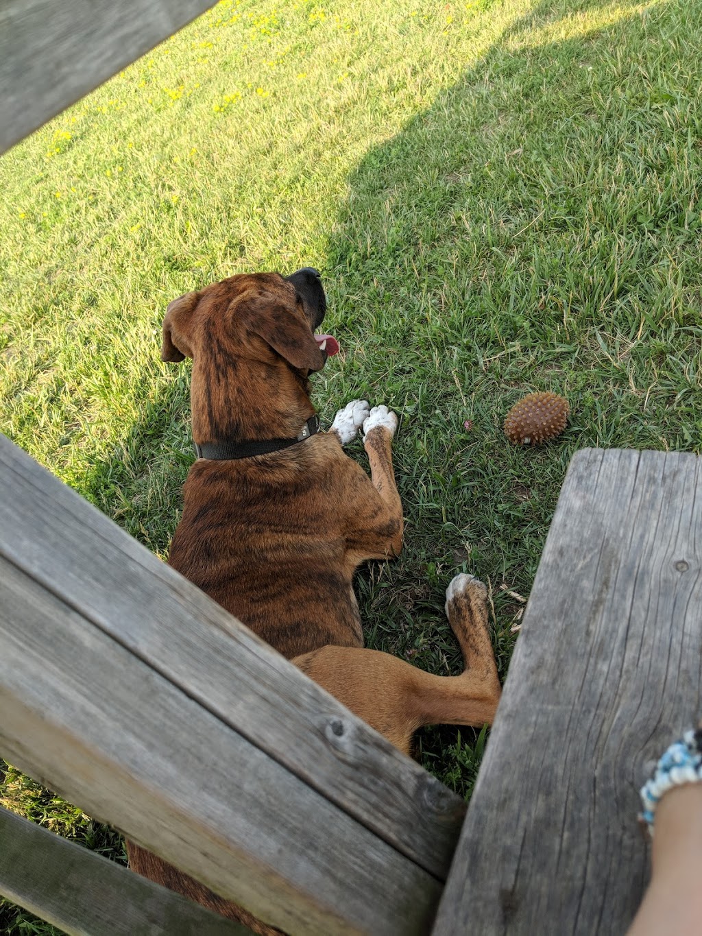 Blackwell Dog Park | 1468 Blackwell Rd, Sarnia, ON N7S 5M5, Canada | Phone: (519) 332-0330 ext. 3351