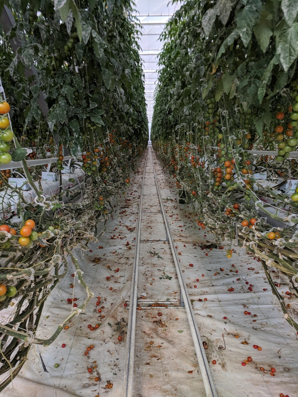 Floralane Farm Market | 2191 Arthur St N, Elmira, ON N3B 2Z1, Canada | Phone: (519) 669-3154
