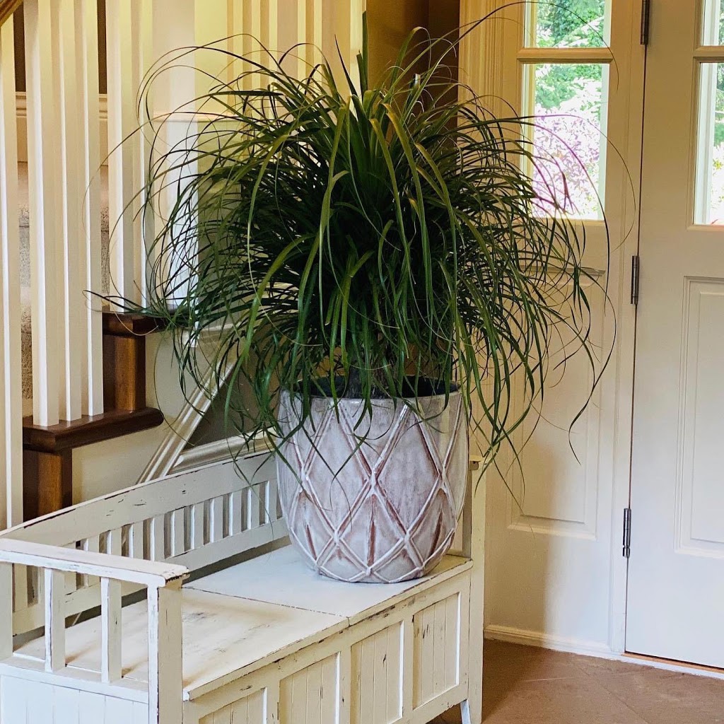 Grandmas Greenhouse | Surrey, BC V4P, Canada | Phone: (604) 868-3546