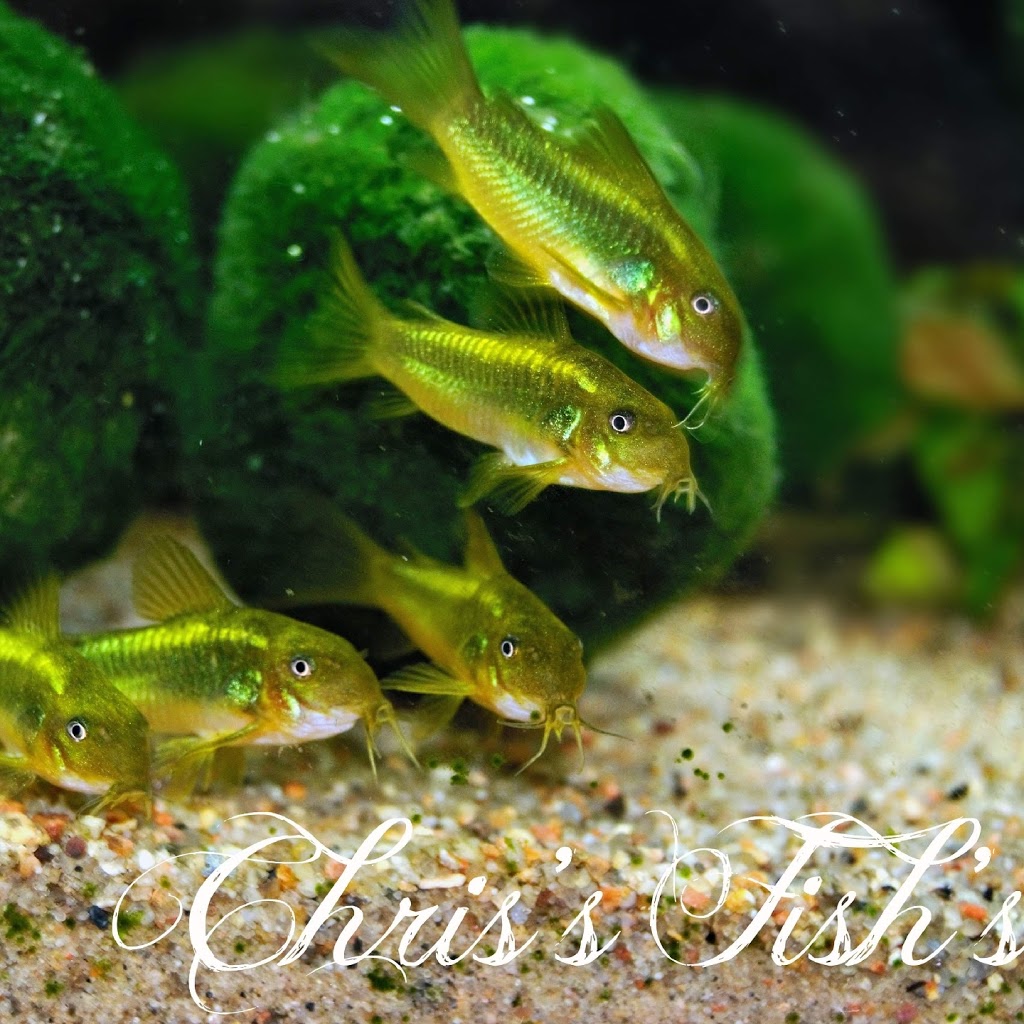 Chriss Fishs (appointments only please call) | 10423 172 Ave NW, Edmonton, AB T5X 4X4, Canada | Phone: (587) 643-3474