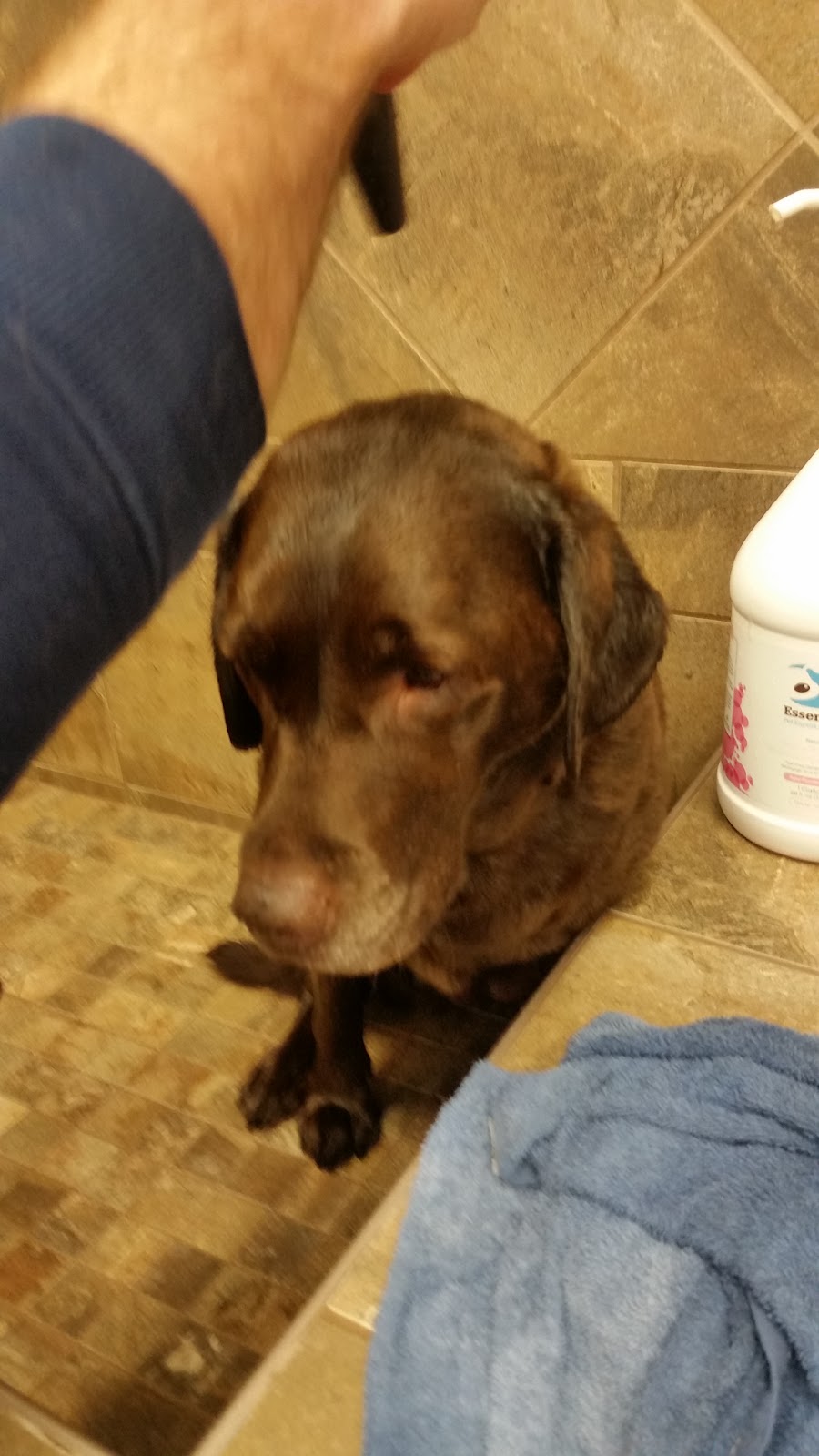 Pet Valu | 140 St Albert Trail, St. Albert, AB T8N 7C8, Canada | Phone: (780) 459-1166