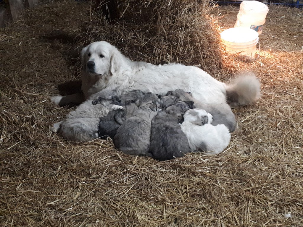 Annie The Pyrenees | 035243 Sideroad 21 & 22, Grand Valley, ON L9W 0H3, Canada | Phone: (519) 278-0860
