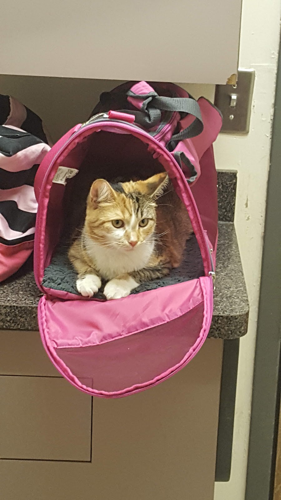 Anchor Bay Veterinary Center | 36755 Green St, New Baltimore, MI 48047, USA | Phone: (586) 725-7700