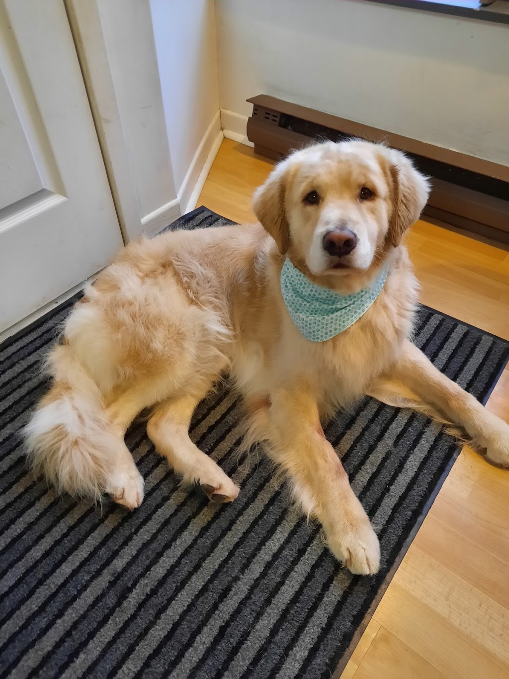 Élevage Diamigold Golden Retriever | 323 Rue Paquet, Saint-François-Xavier-de-Brompton, QC J0B 2V0, Canada | Phone: (819) 932-8844