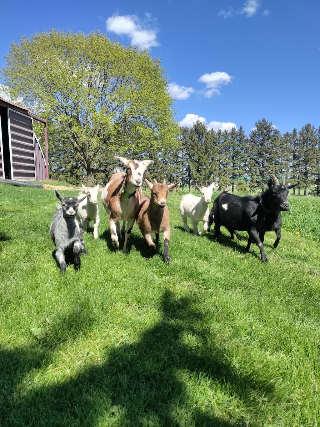 Udderly Ridiculous Farm Life | 906200 Township Rd 12, Bright, ON N0J 1B0, Canada | Phone: (548) 225-1005