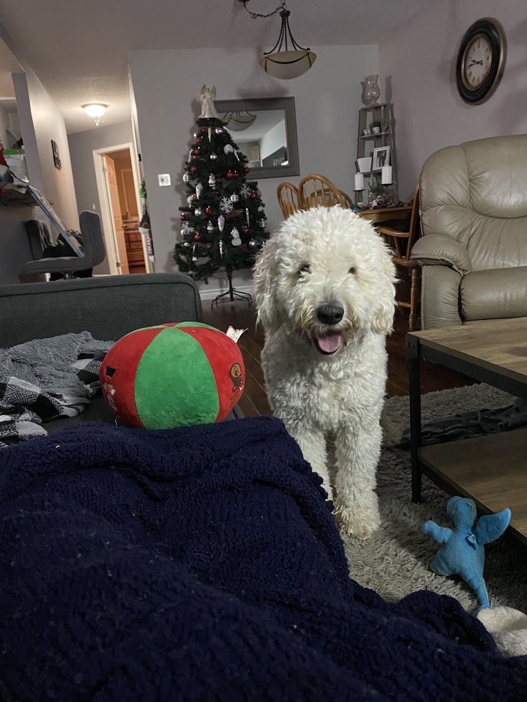Karah Kennels | 1383 County Rd 1 W, Greater Napanee, ON K7R 3L1, Canada | Phone: (613) 484-0488