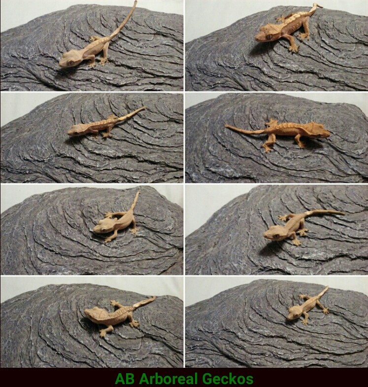 AB Arboreal Geckos | 9049 Alexandria Crescent, Surrey, BC V3V 1S8, Canada | Phone: (778) 744-0261