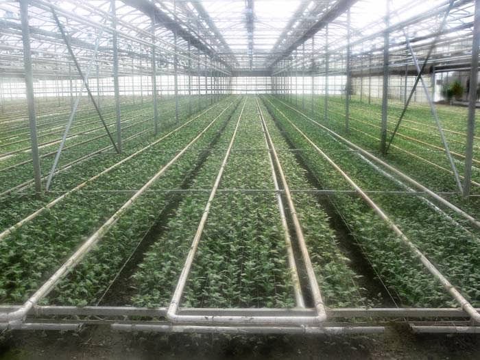 Vandermeer Greenhouses | 2021 Four Mile Creek Rd, Niagara-on-the-Lake, ON L0S 1J0, Canada | Phone: (905) 468-2827