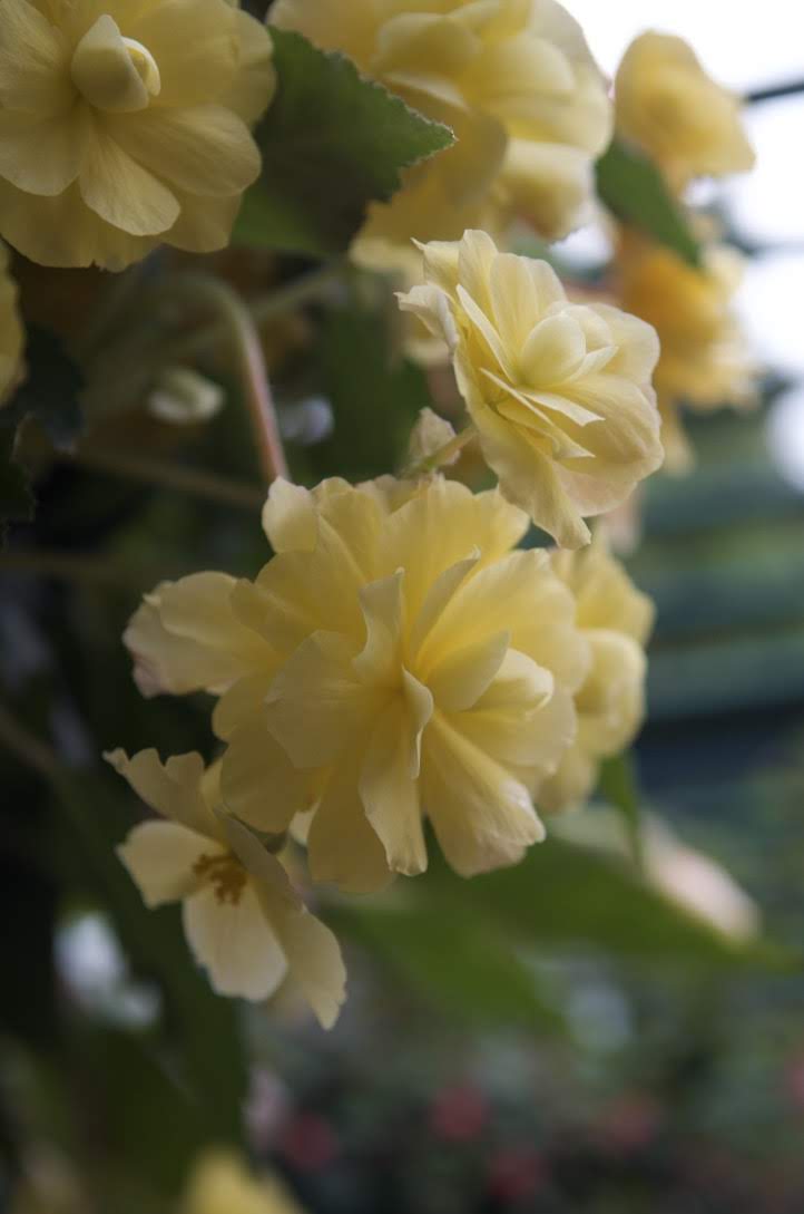 Rose Garden | Brentwood Bay, BC V8M 1A6, Canada