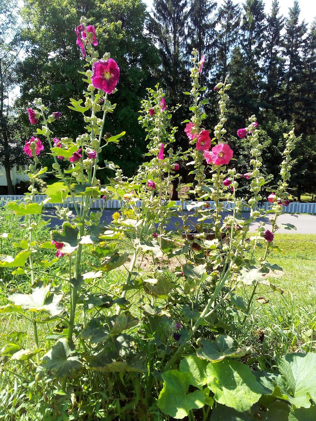 NOUAISONS, Centre agriculturel | 47 16e Rue, Scott, QC G0S 3G0, Canada | Phone: (581) 224-8377