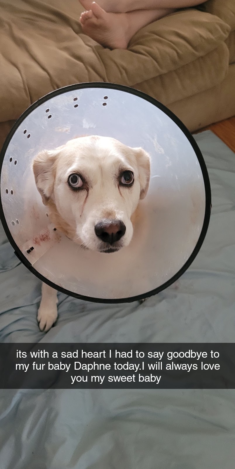 Lakeside Niagara Veterinary Clinic | 107 Lakeshore Rd, St. Catharines, ON L2N 2T6, Canada | Phone: (905) 937-4000