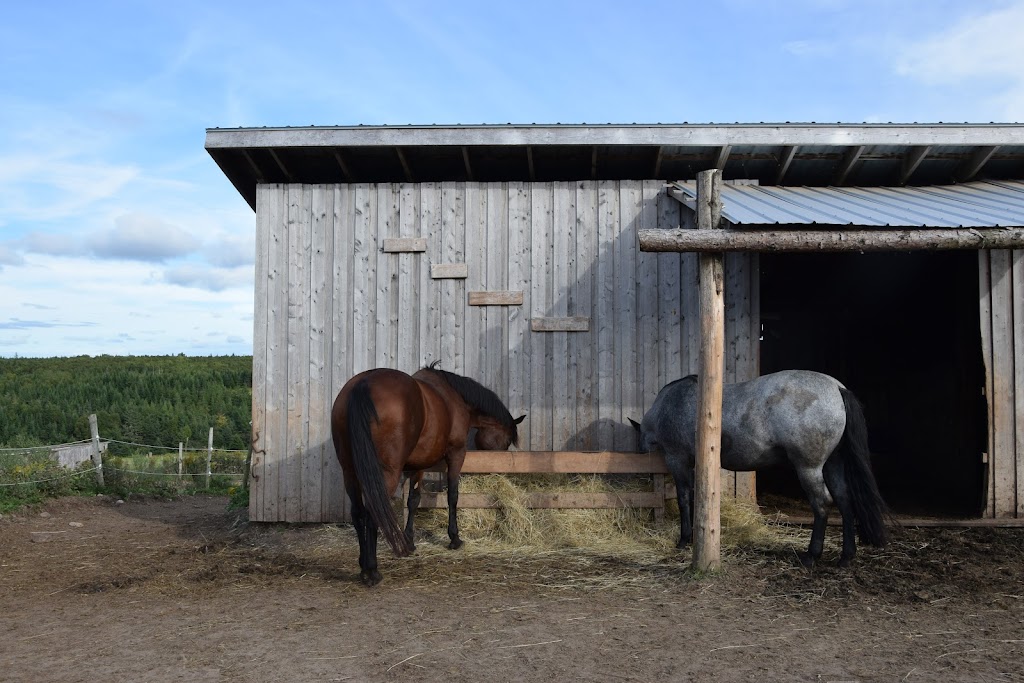 B&B on the Hill - Forge & Stable | Goshen Fisher Mills Rd, St. Marys, NS B0H 1M0, Canada | Phone: (902) 318-1811