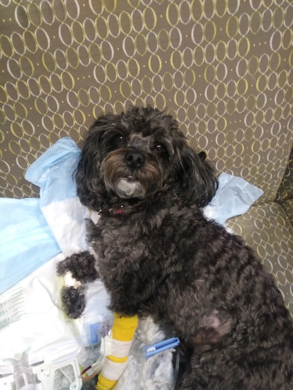 Small Animal Clinic - OVC HSC | 28 College Ave W, Guelph, ON N1G 2W1, Canada | Phone: (519) 823-8830