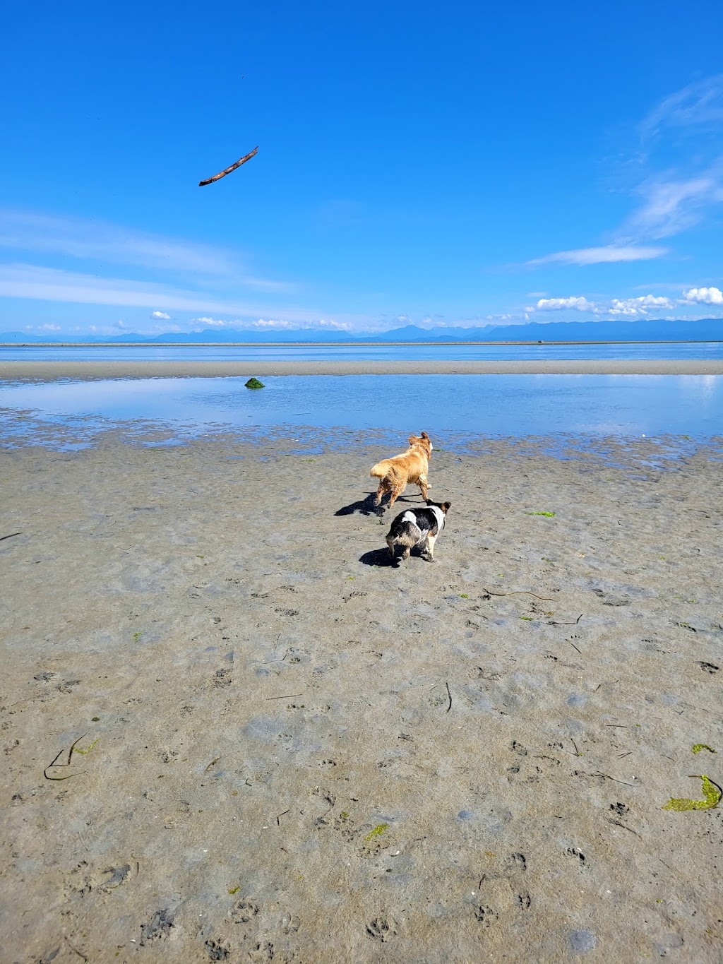 Kye Bay Guest Lodge & Cottages | 590 Windslow Rd, Comox, BC V9M 3T8, Canada | Phone: (604) 858-5456