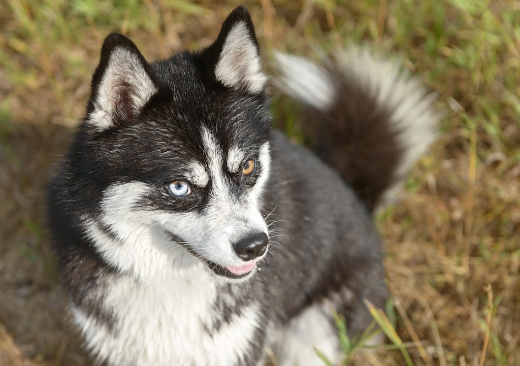 Cameras and Canines | B.1339 206020, Hwy 762, Bragg Creek, AB T0L 0K0, Canada | Phone: (403) 700-7387