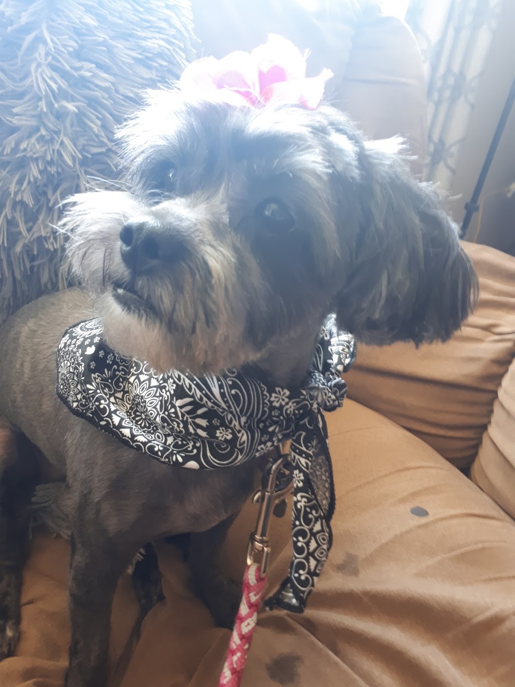Hair Of The Dawg Grooming | 720 Grandin Dr, Morinville, AB T8R 1R2, Canada | Phone: (780) 718-3193
