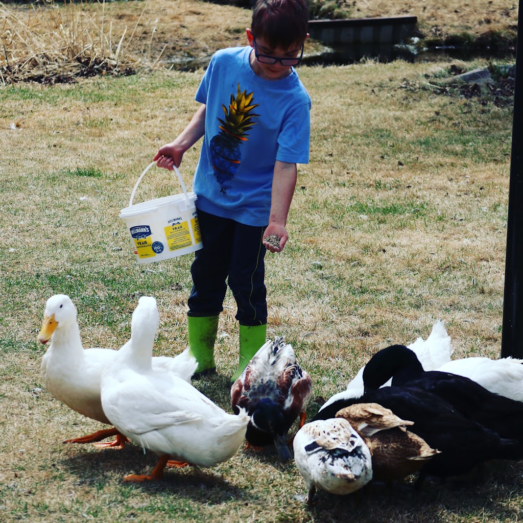 Gypsy Creek Farm | 109-52356, Range Rd 221, Sherwood Park, AB T8E 1E2, Canada | Phone: (780) 266-6365