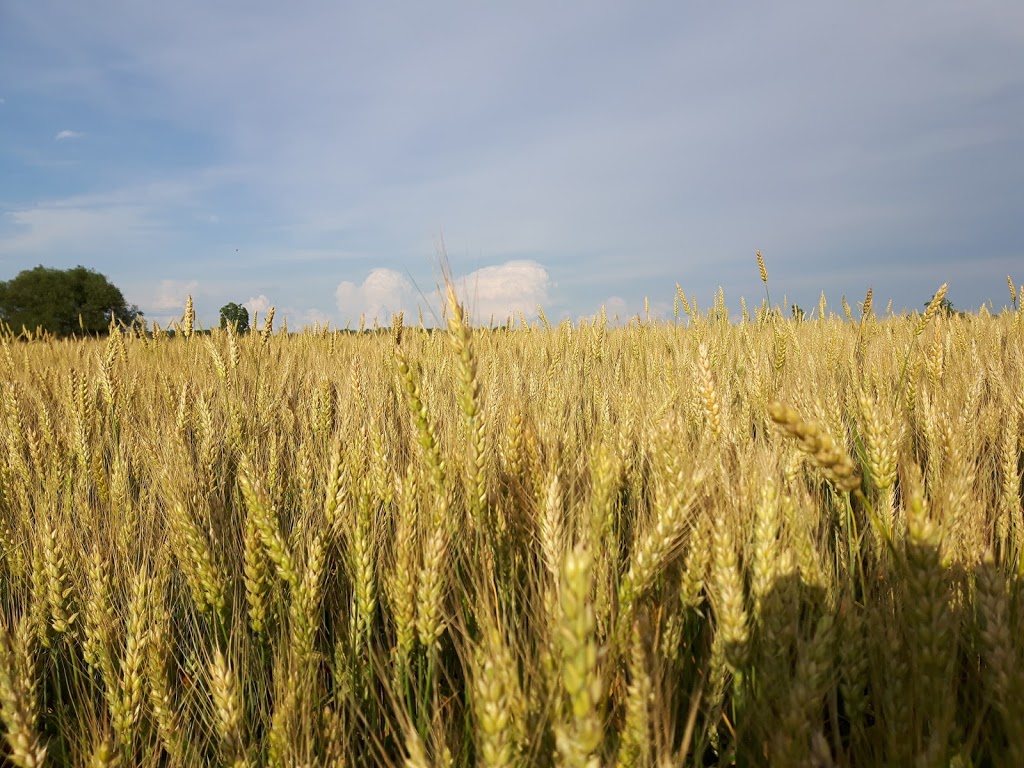 Nieuwland Feed & Supply Ltd | 9815955 ON-23, Listowel, ON N4W 3G9, Canada | Phone: (519) 291-5795