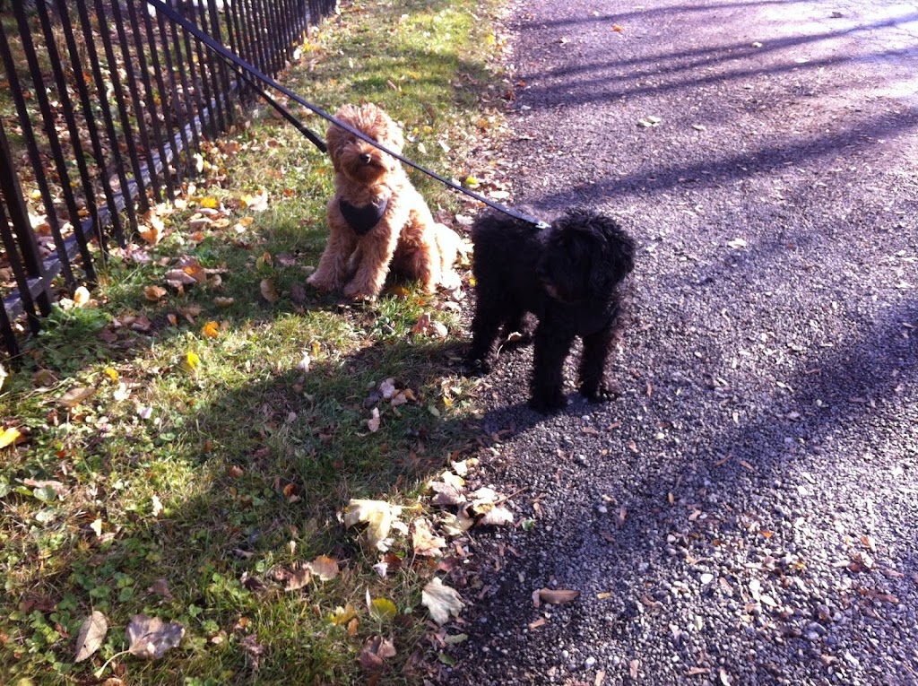 Rain Or Shine Dog Walking | 30 Gladsmore Crescent, Etobicoke, ON M9W 3Y9, Canada | Phone: (647) 218-1700