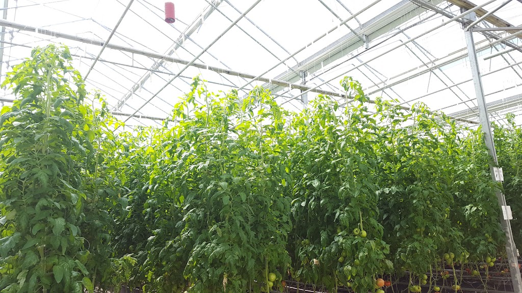 Serres Lefort | 644 Rang 3, Sainte-Clotilde-de-Châteauguay, QC J0L 1W0, Canada | Phone: (450) 826-3117