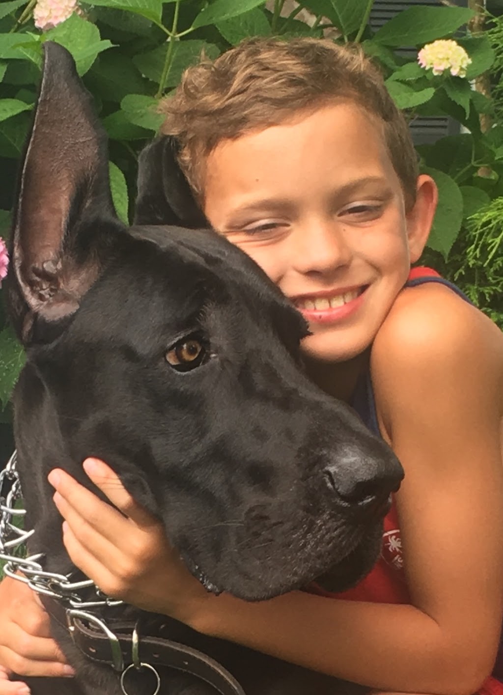 Ravenswood Dog Sitters | 369 Aurora Crescent, Burlington, ON L7N 2B1, Canada | Phone: (647) 702-0046