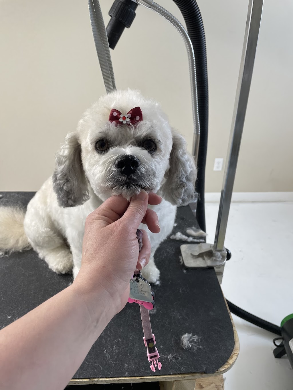Top knotch companion dog grooming | 404 2 Ave, Keoma, AB T4A 1G6, Canada | Phone: (403) 700-8486