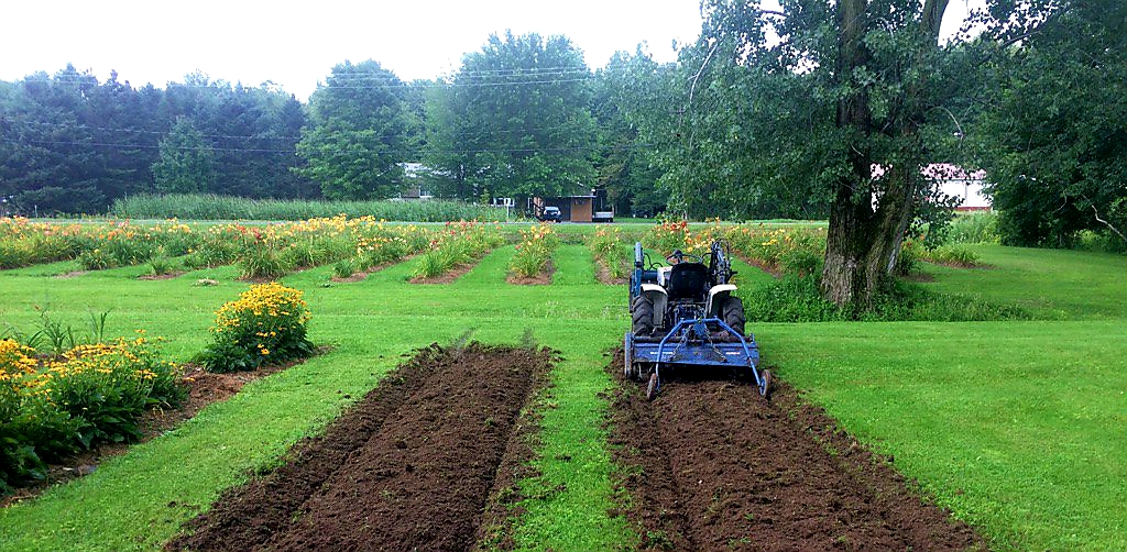 Hémérocalles Lorquet | 175 Chemin de lAnge Gardien, Saint-Paul-dAbbotsford, QC J0E 1A0, Canada | Phone: (514) 603-0399