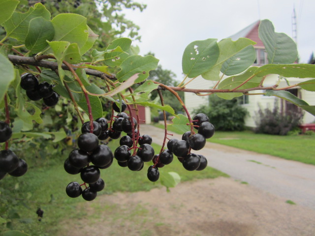 40 Winks guest house | 2285 Loop Rd, Wilberforce, ON K0L 3C0, Canada | Phone: (705) 448-2290
