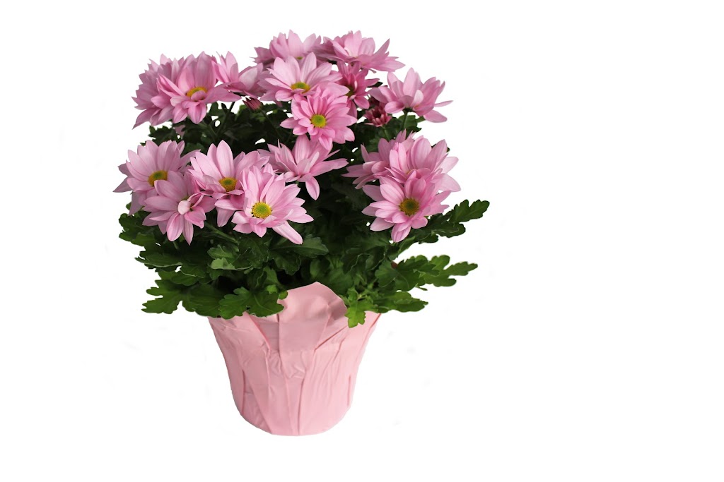 Meyers Fruit Farms Plant II | 957 Stewart Rd, Niagara-on-the-Lake, ON L0S 1J0, Canada | Phone: (905) 934-3925